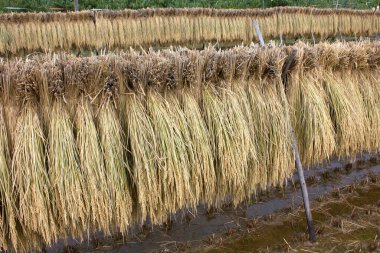 Kırsal alanda kuru saman, kapayın.
