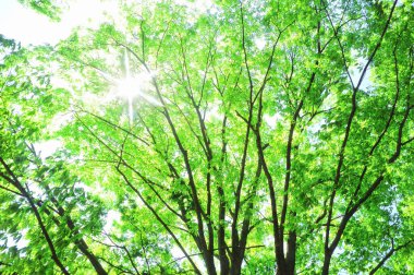 low angle view of trees with green leaves in the forest      