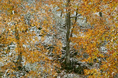 Parktaki sonbahar ağaçları Karda      