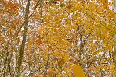 Ormanda don kaplı ağaçlar       