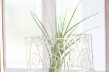 Güzel yeşil bitki, cam kenarında dövülmüş beyaz küp dekorasyonu.