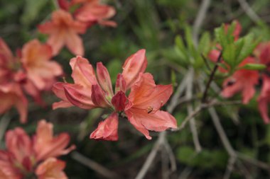 Bahçedeki güzel kırmızı çiçekler