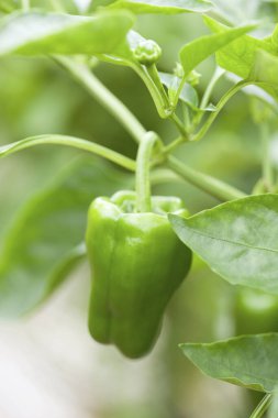 Bahçedeki yeşil bitkiyi kapat.