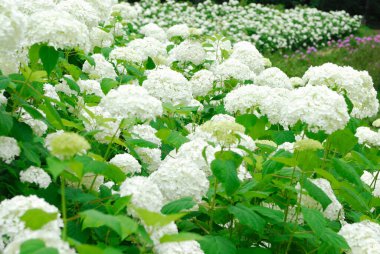 inanılmaz renkli çiçekler, bitki konsepti