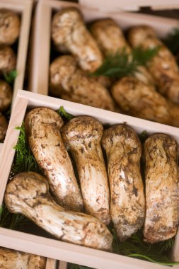 Kutularda taze mantarlar