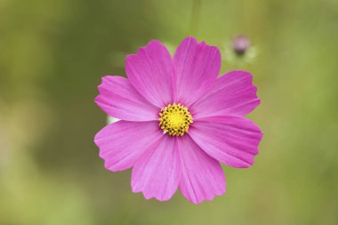 pembe cosmos çiçek yakın çekim