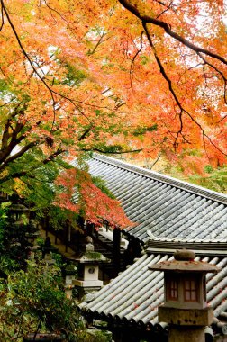 Güzel sonbahar yaprakları, bitki örtüsü ve doğa