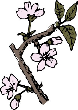 Kiraz çiçekli bir dalın çizimi