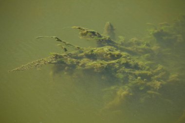 Ormanda gölü olan güzel bir manzara.
