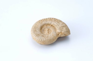 Beyaz arkaplanda salyangoz kabuğu taşı