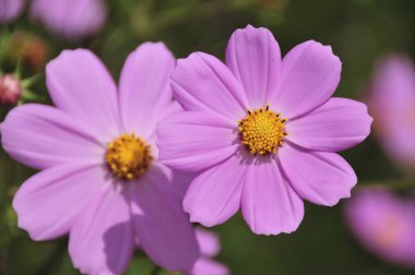 Bahçedeki güzel çiçekler