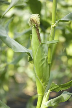 Bahçedeki genç mısır