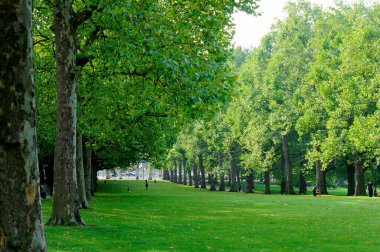 Yaz boyunca yeşil şehir parkı 