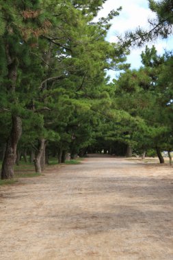 Ormanda güzel bir ağaç manzarası