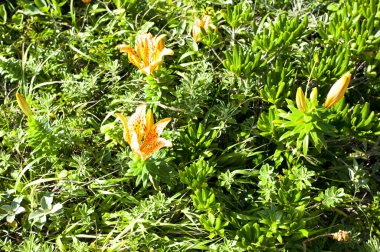 Bahçedeki portakal çiçekleri