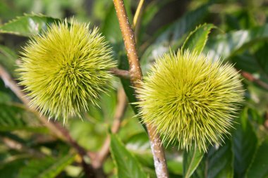 Dikenli yeşil kestane ağaçları Parlak yeşil yaprakların arasında büyüyor