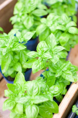 Kavanozda fesleğen.