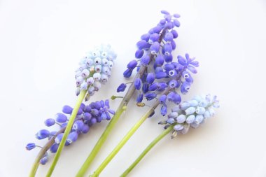 Bahar çiçekleri Beyaz arka planda muscari. en üstteki görünüm.