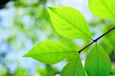 Taze yeşil yaprakların yakın plan görüntüsü doğal arka plan    