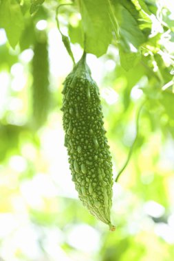 Yakın plan yeşil kavun manzarası, bahçede acı kabak.  