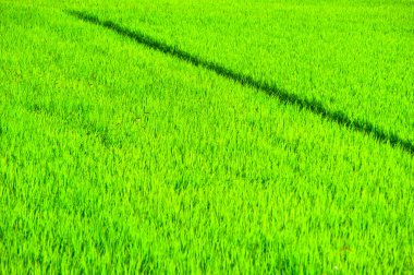 Yeşil tarla, yaz günü