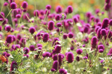 inanılmaz renkli çiçekler, bitki konsepti