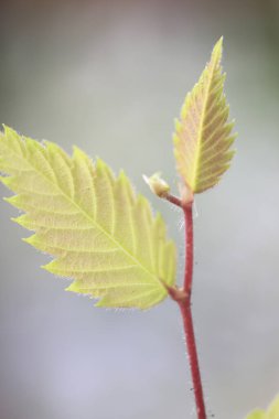  yeşil ağaç yaprağı. makro