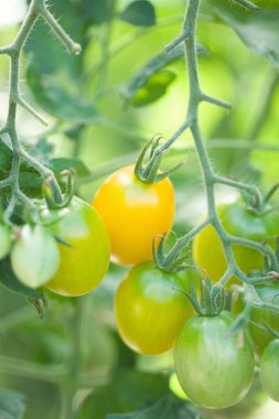 Serada yetişen yeşil domatesler 