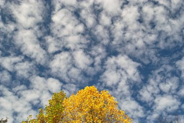 Sonbahar parkındaki güzel ağaçların alçak açılı görüntüsü gökyüzüne karşı         