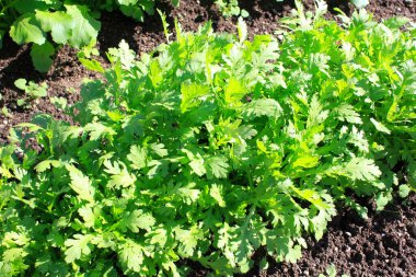 yeşil sebzeler tarlada