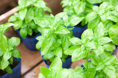 Piyasada taze fesleğen