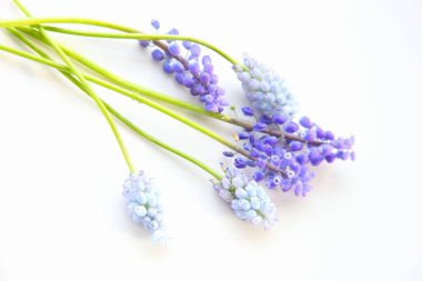 Beyaz arkaplanda lavanta çiçekleri 