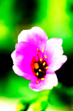 Bahçedeki pembe çiçek