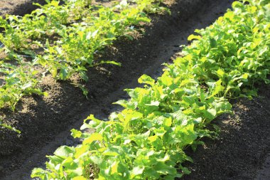 Bahçede yetişen genç yeşil bitkiler