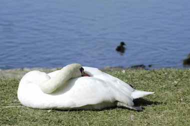 Gölde bir çift kuğu