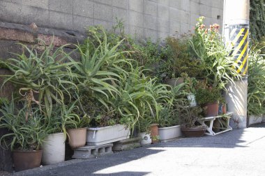 Şehir bahçesinde güzel bitkiler