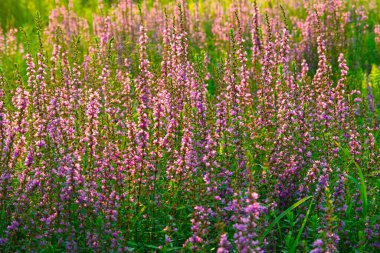 Çayırda mor ve beyaz çiçekler