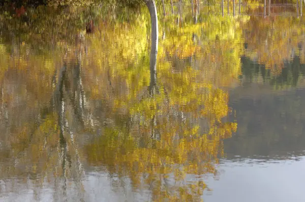 Odbicie Jesiennych Drzew Wodzie — Zdjęcie stockowe
