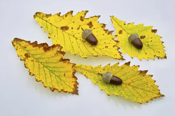 Bunte Herbstblätter Mit Eicheln Und Nüssen Auf Weißem Hintergrund — Stockfoto