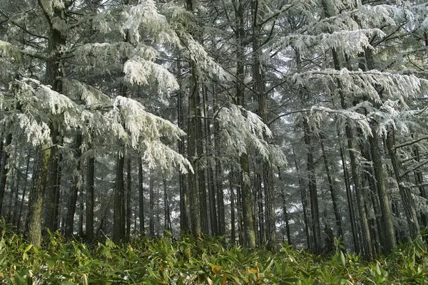 Drzewa Lesie Pokryte Mrozem — Zdjęcie stockowe