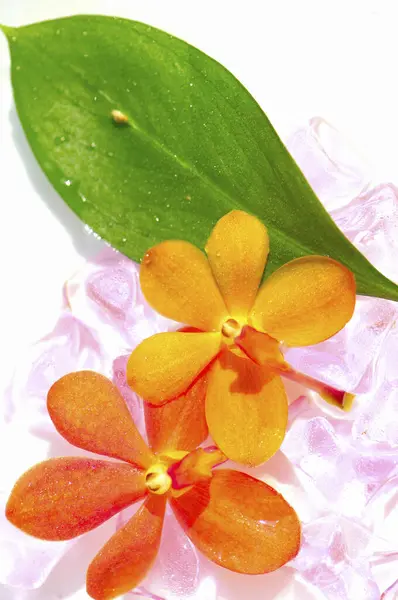 Roze Orchidee Bloem Witte Achtergrond — Stockfoto