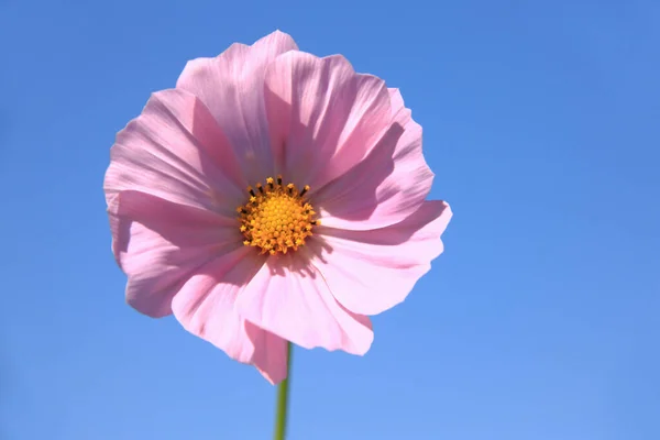 cosmos flowers against the backdrop of blue sky. close - up shot.