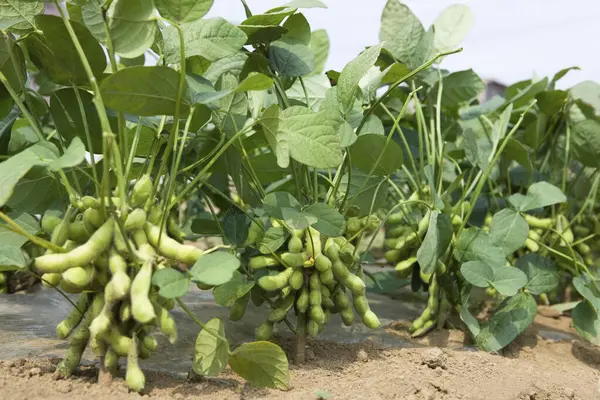 緑のエダミー豆は庭で育っています — ストック写真