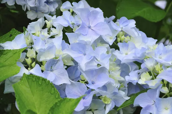 beautiful white flowers of the hydrangea in the garden.