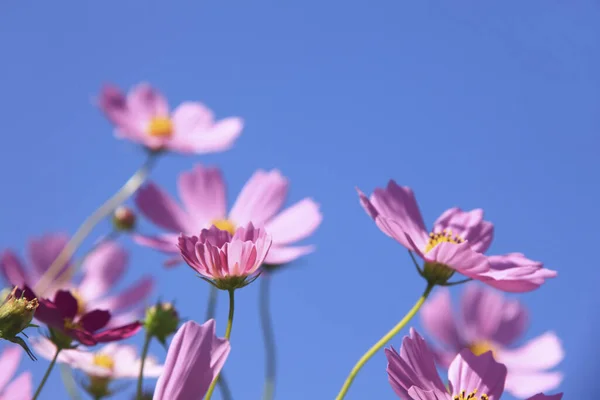 Όμορφα Ροζ Λουλούδια Του Σύμπαντος Ανθίζουν Ενάντια Στον Γαλάζιο Ουρανό — Φωτογραφία Αρχείου
