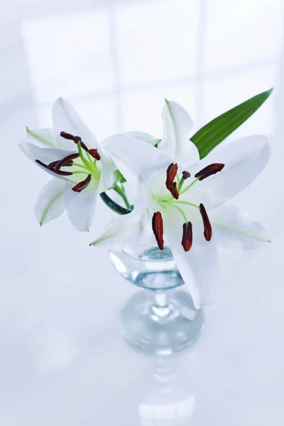 white lily in a glass vase on a white table