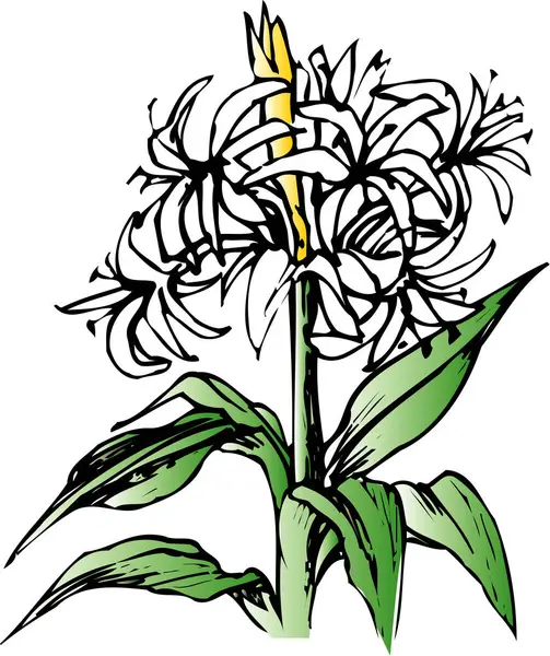 Рука Намальовані Квіти Ізольовані Білому Тлі — стокове фото