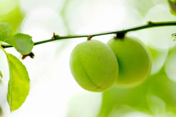 Зеленый Плод Сливы Листьями Саду — стоковое фото