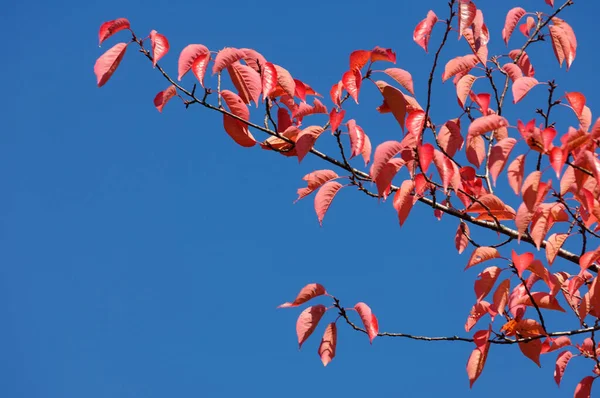 Κόκκινα Φύλλα Ενός Δέντρου Ενάντια Έναν Γαλάζιο Ουρανό — Φωτογραφία Αρχείου