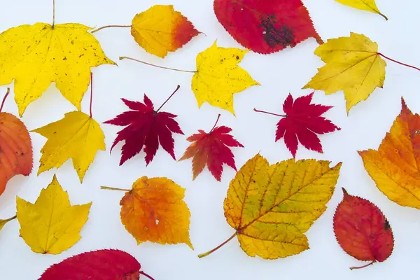 Renkli Yaprakları Sonbaharda Arka Plan — Stok fotoğraf